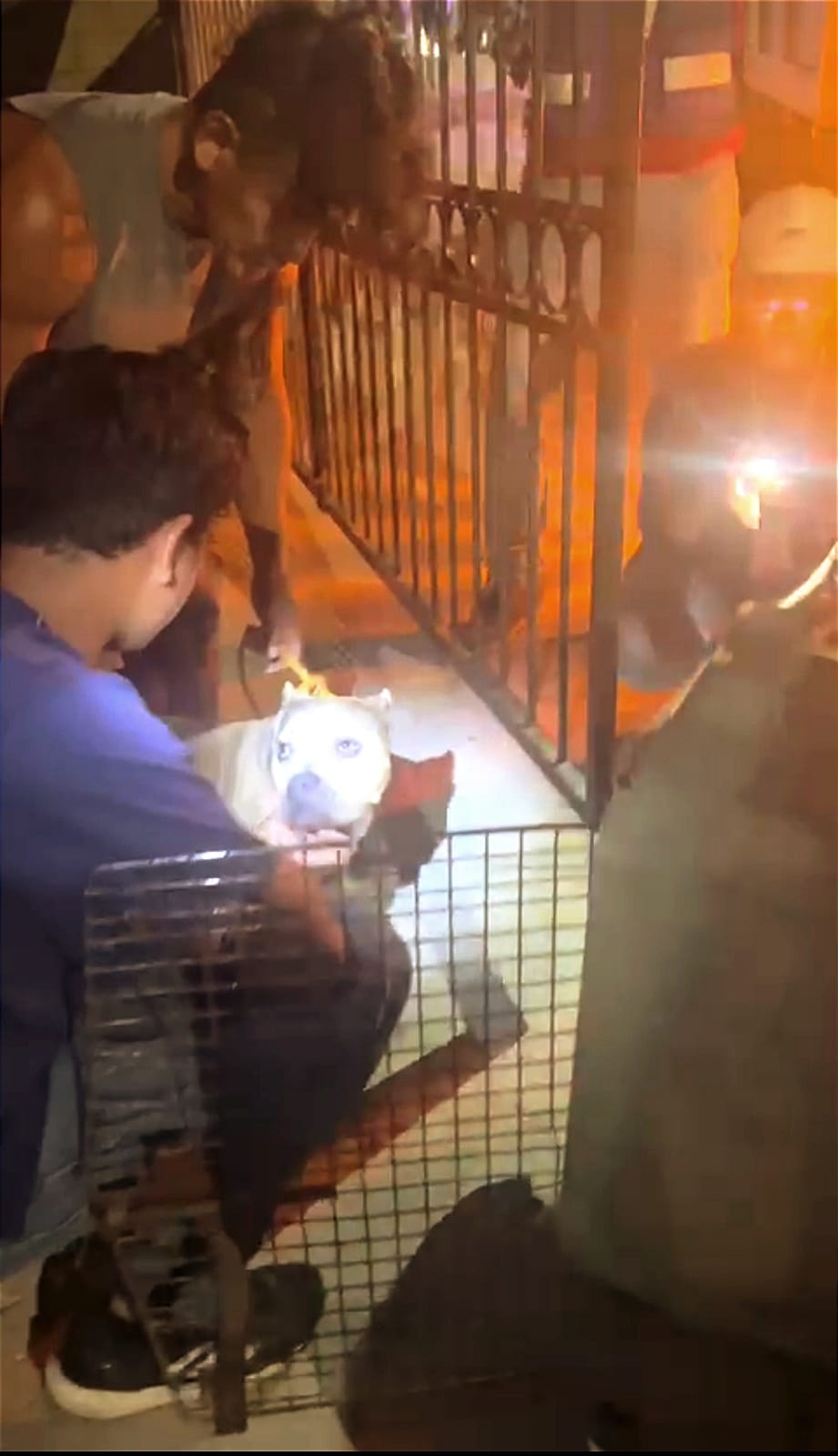 Cero tolerancia al maltrato animal en Solidaridad – H. Ayuntamiento de Solidaridad