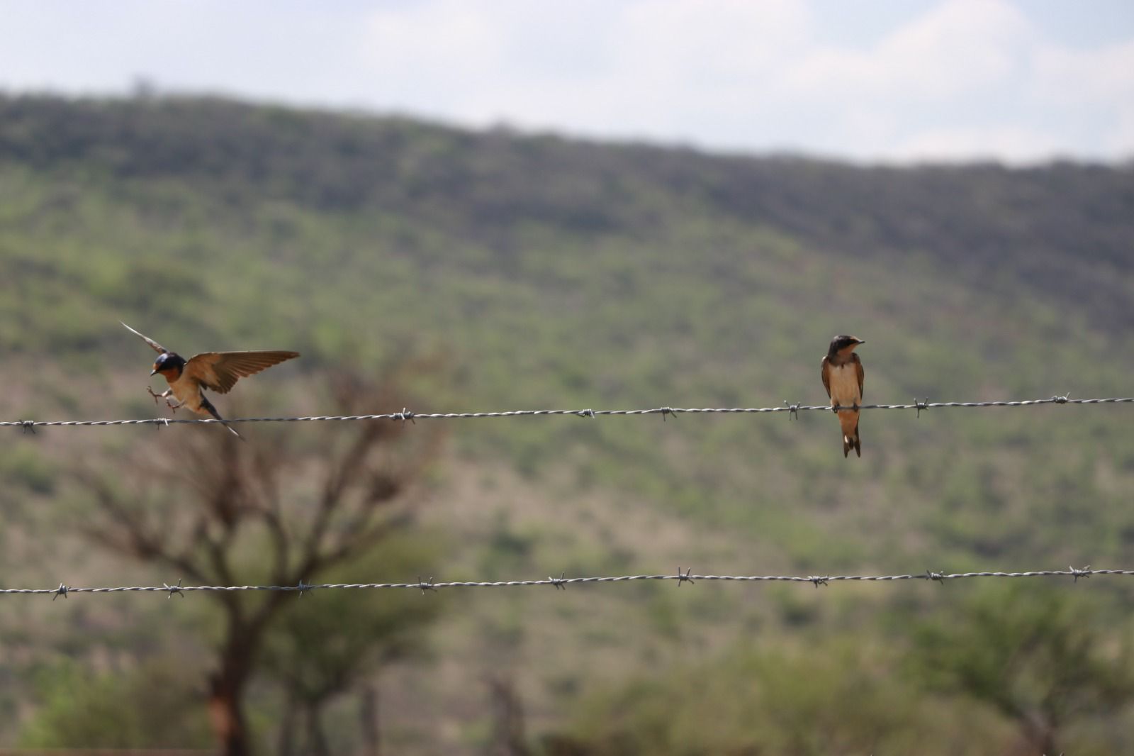 Gobierno de César Prieto y CONAFOR redoblan acciones a favor del Área Natural Protegida