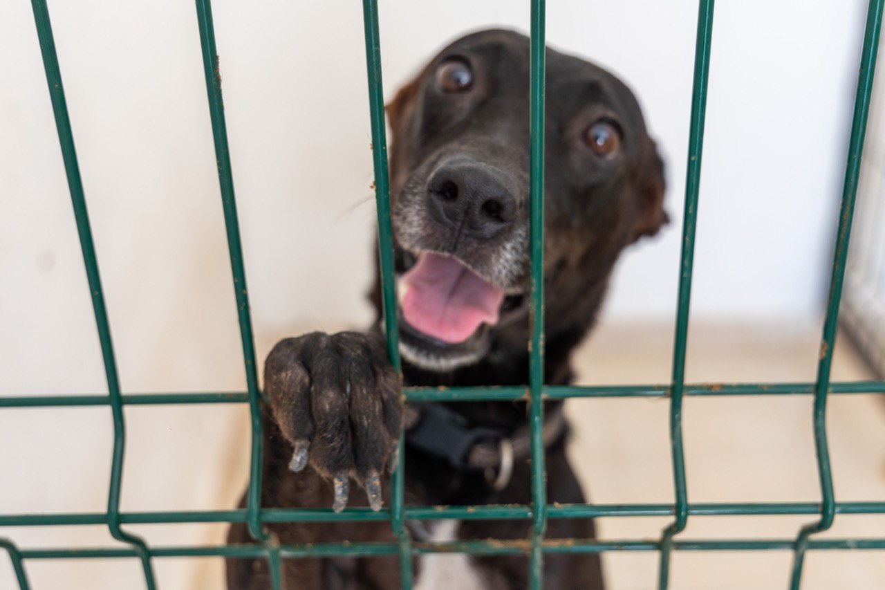 En Solidaridad se da trato digno y se promueve la adopción canina – H. Ayuntamiento de Solidaridad