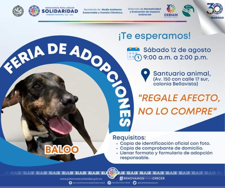 Gobierno municipal invita a la “Feria de Adopción” – H. Ayuntamiento de Solidaridad