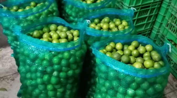 Operan con normalidad seis de siete municipios productores de limón en Michoacán