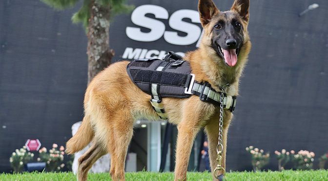 Canes de la Guardia Civil han brindado 61 apoyos para búsqueda de personas, drogas y combate a la delincuencia