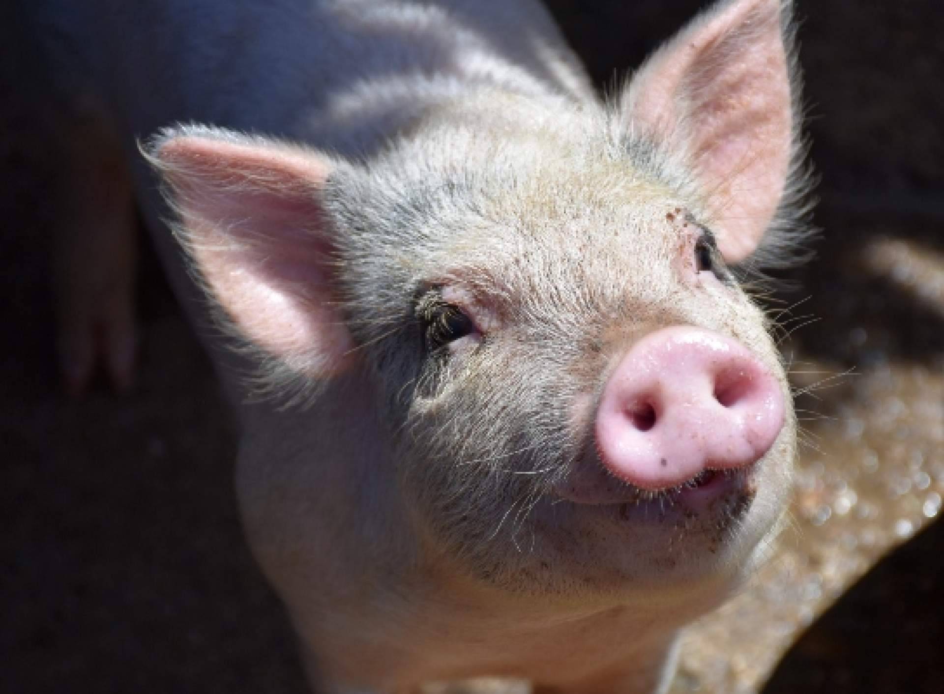 La rentabilidad del negocio la determinan las etapas de alimento para cerdos