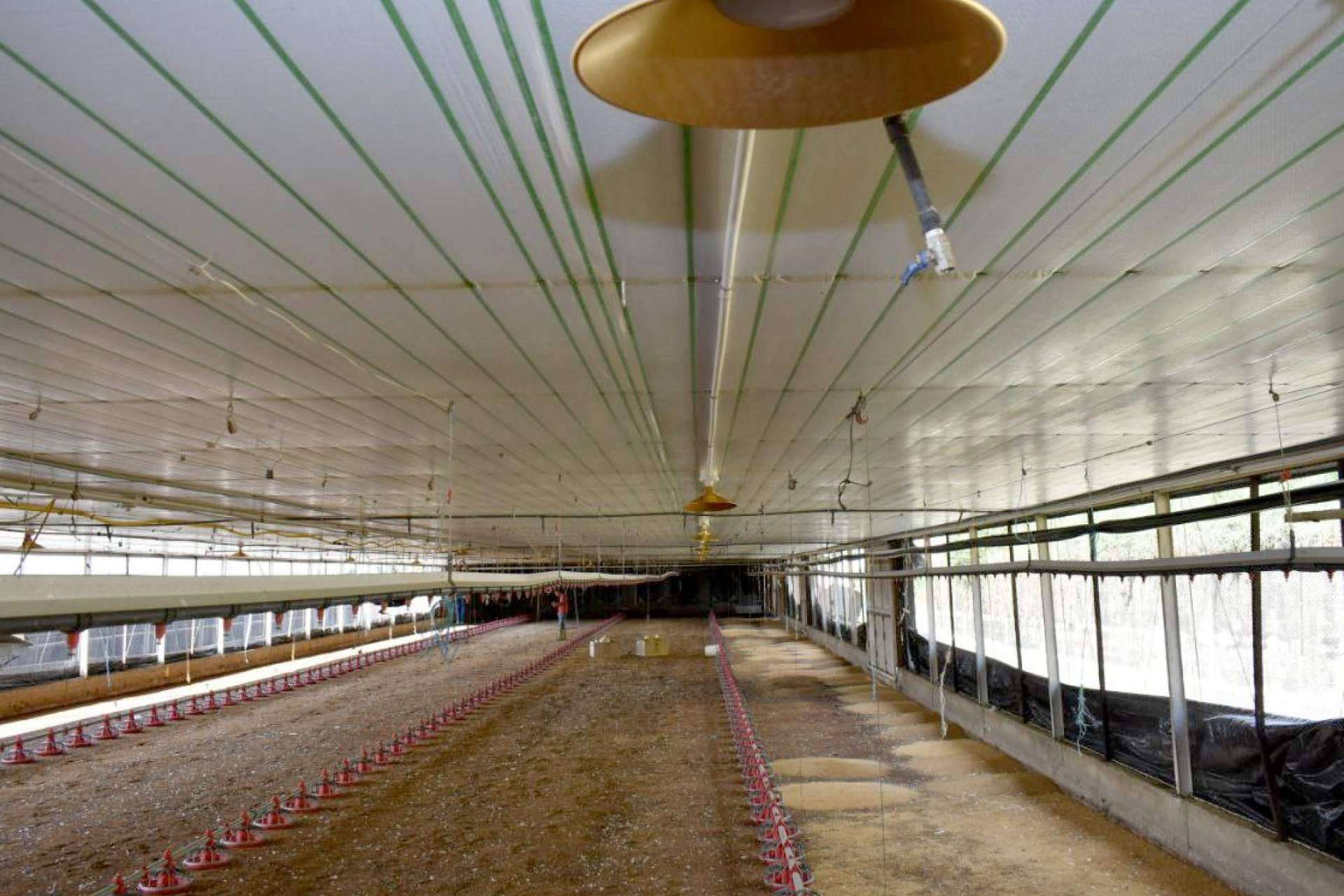 La crianza de gallinas ponedoras, así es la estrategia con AméricaAgro