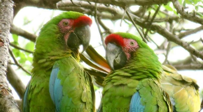 Del verde olivo al verde guacamaya; el espíritu de la conservación de un ave en peligro