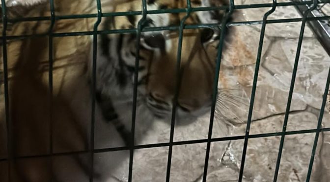 En cateo rescatan a 3 felinos en cautiverio, en Tinaja de Vargas
