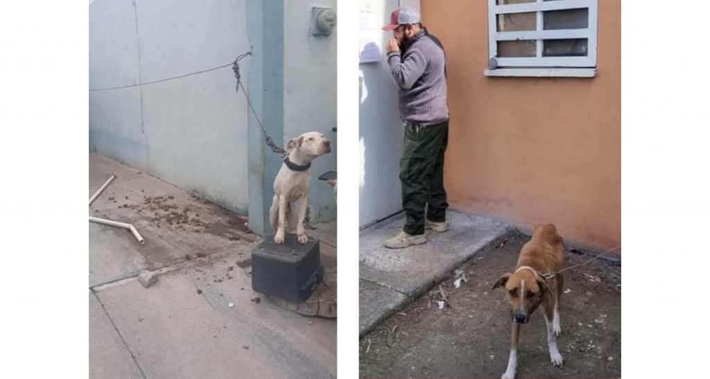 Alcalde Carlos Peña Ortiz comprometido con protección animal – Administración Municipal Reynosa 2021-2024