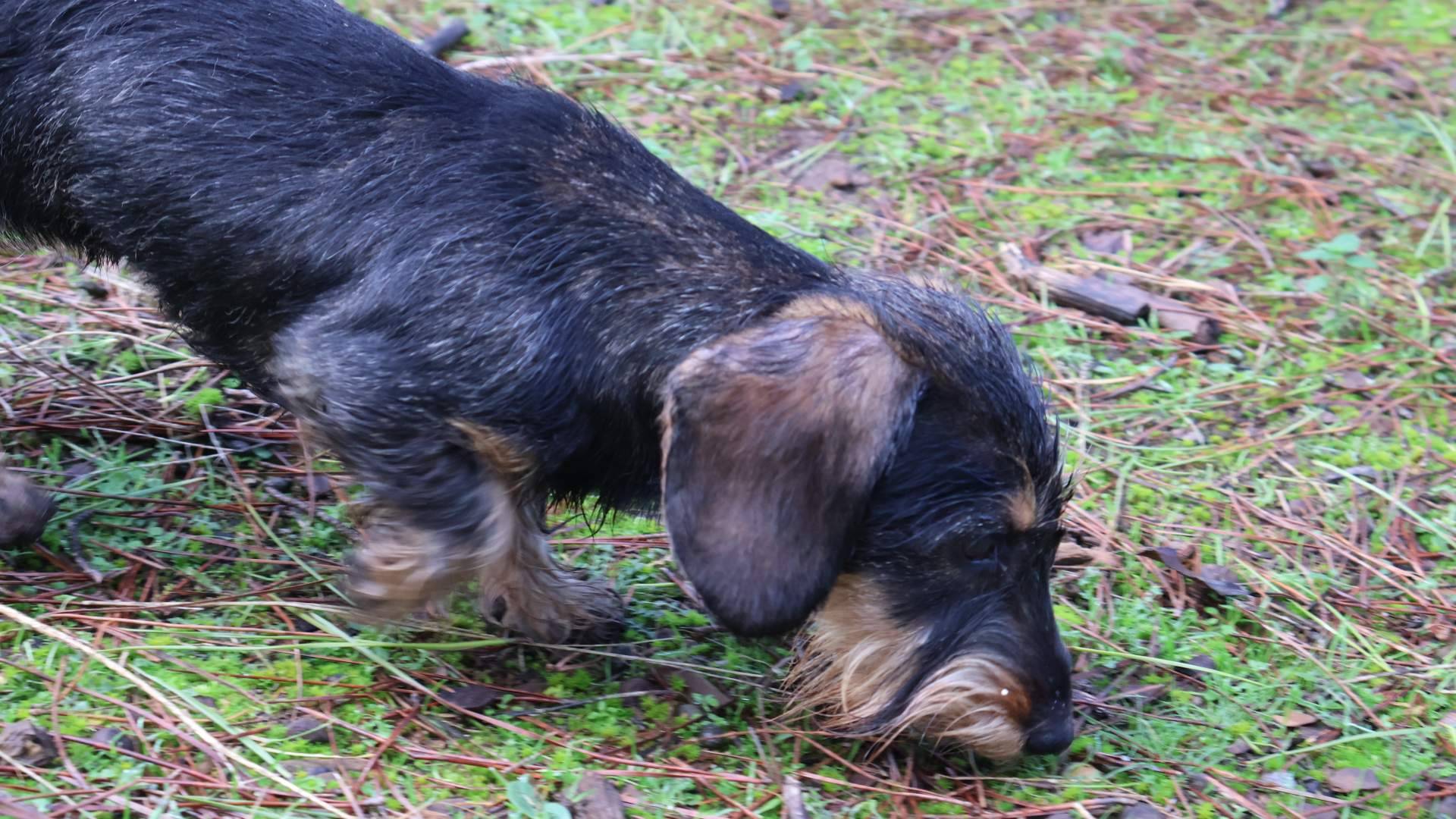 Cómo encontrar el cachorro de Teckel más adecuado para cada familia