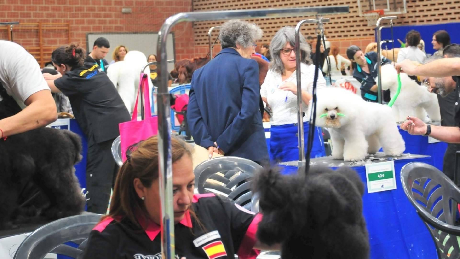 Murcia acoge el Campeonato Mundial de Peluquería Canina; profesionales de más de 30 países se disputarán
